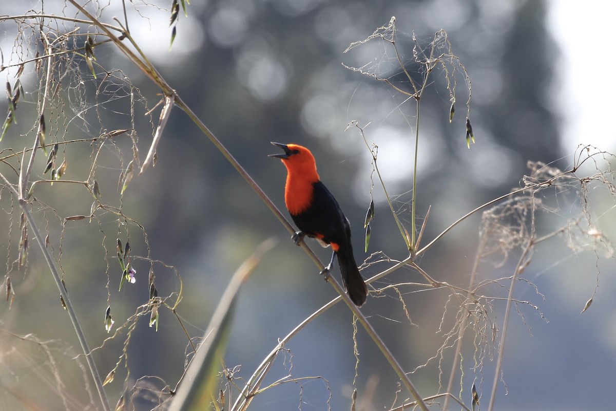 Scarlet-headed Blackbird - ML616728998