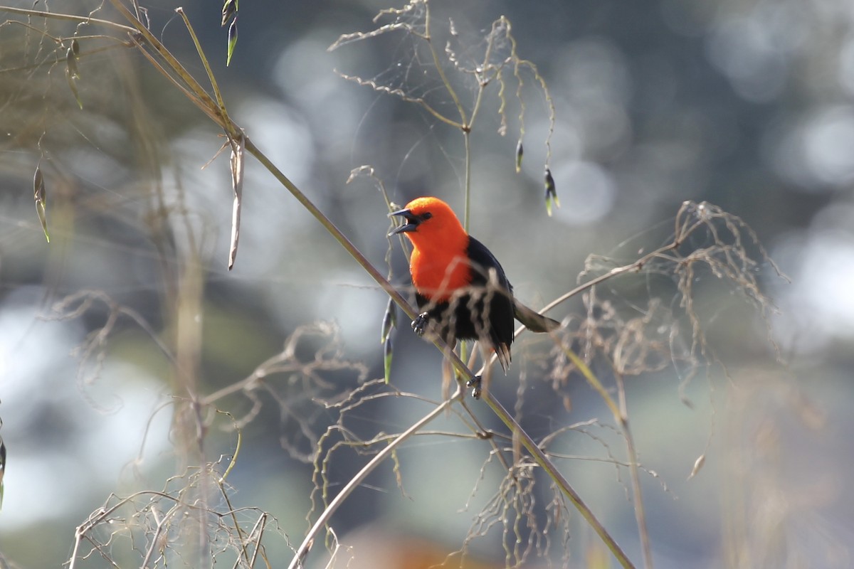Scarlet-headed Blackbird - ML616728999