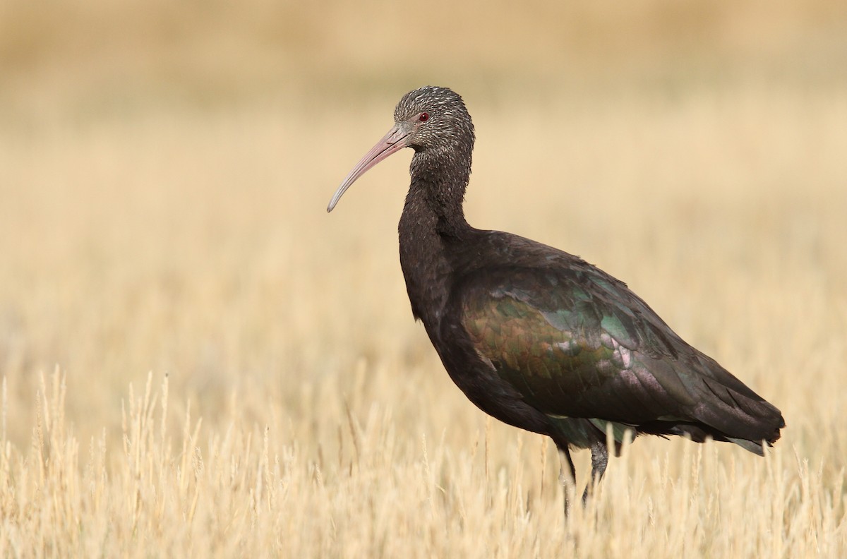 ibis andský - ML61672901