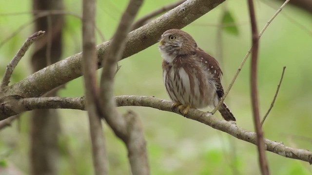 Ferruginous Pygmy-Owl - ML616729074