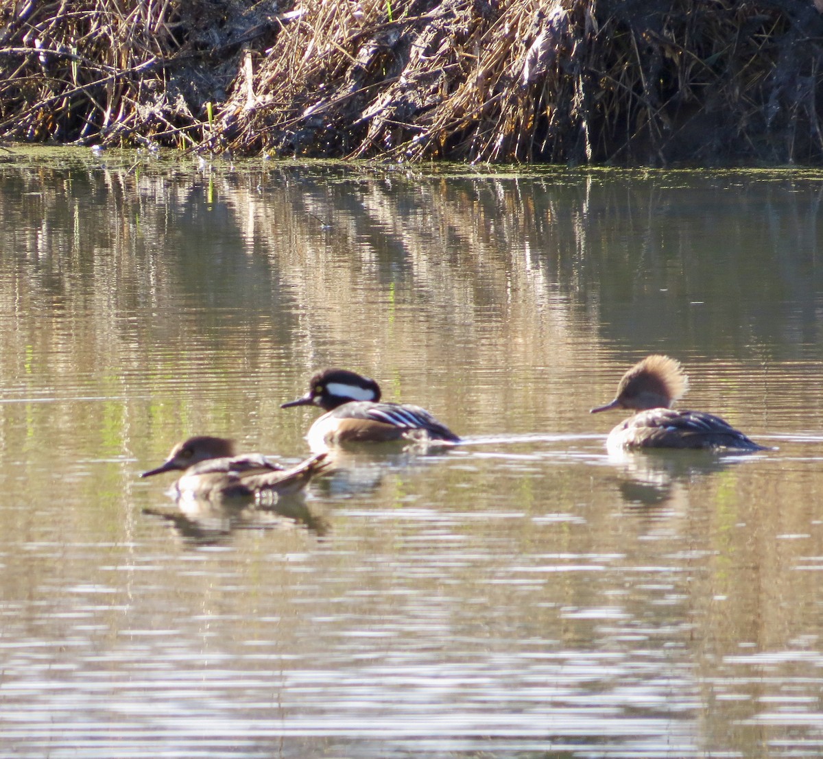 Pennsylvania Bird Atlas Checklist - 31 Mar 2024 - Vincent DiFilippo ...