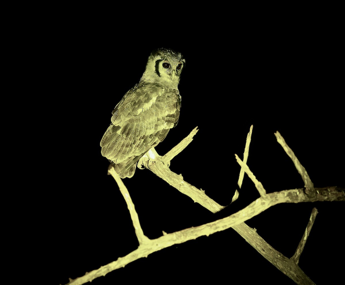 Verreaux's Eagle-Owl - ML616729207