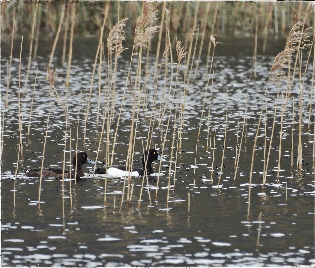 Tufted Duck - ML616729388