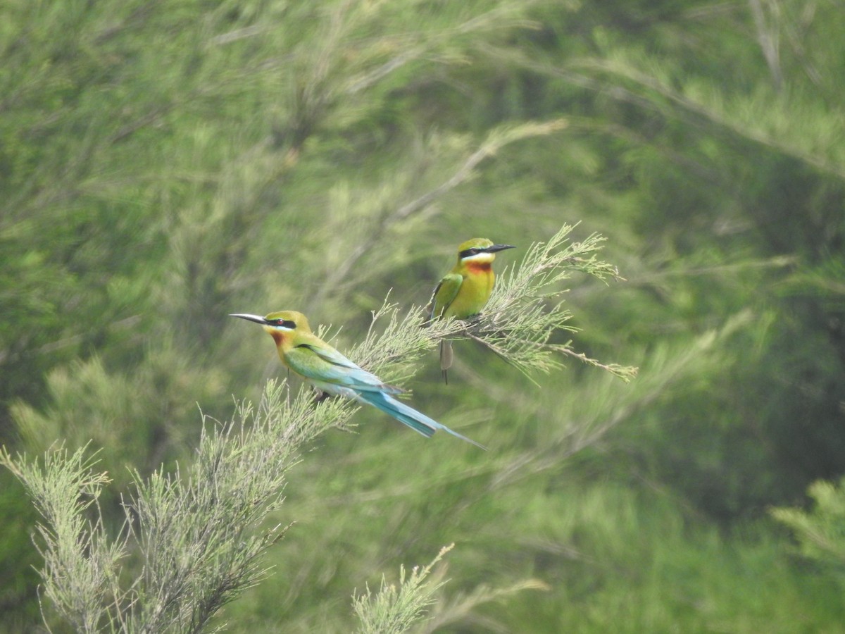 Blue-tailed Bee-eater - ML616729770