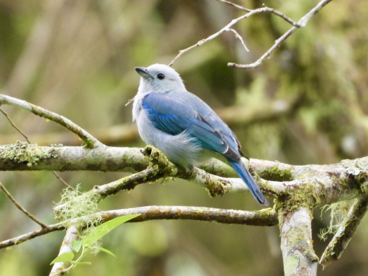Blue-gray Tanager - ML616729780