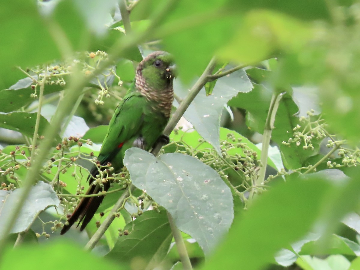 Maroon-tailed Parakeet - ML616729795