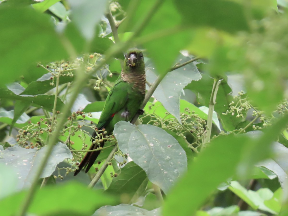 Maroon-tailed Parakeet - ML616729797