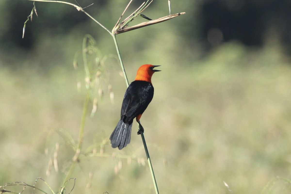 Scarlet-headed Blackbird - ML616729916
