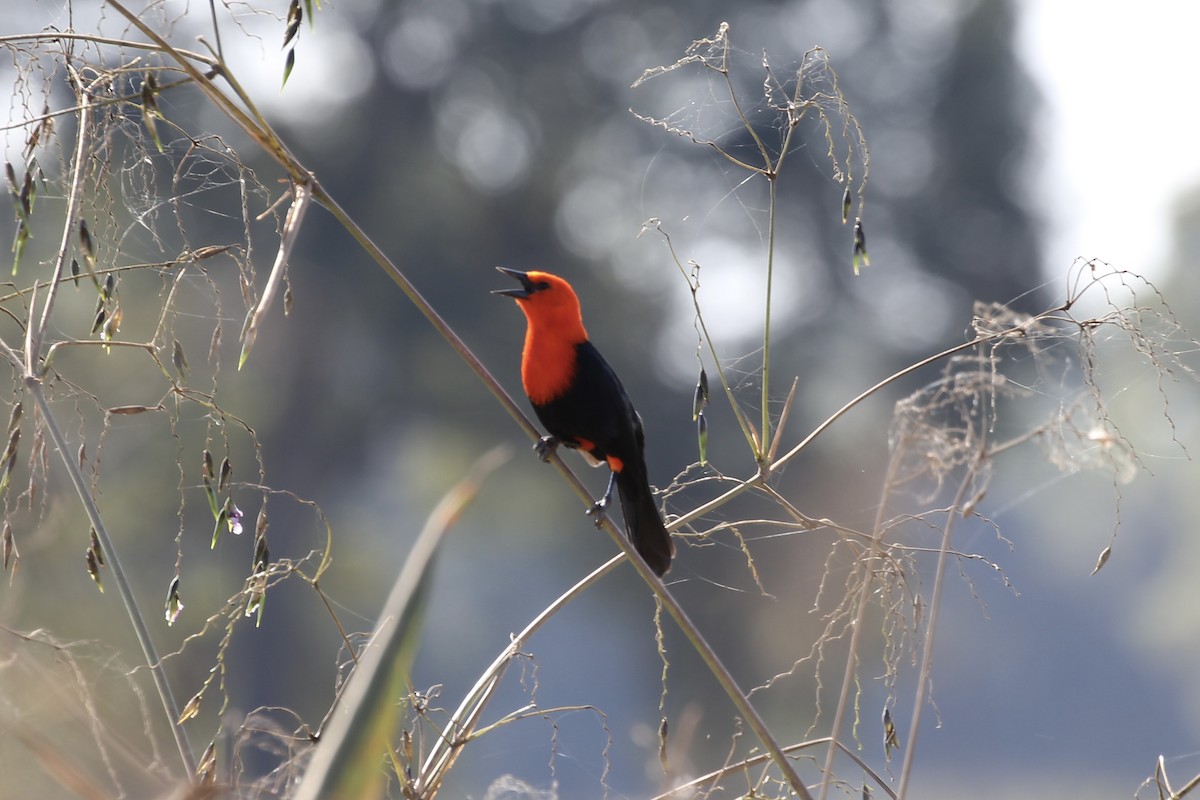 Scarlet-headed Blackbird - ML616730005