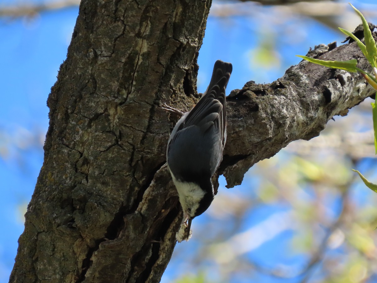 White-breasted Nuthatch - ML616730012