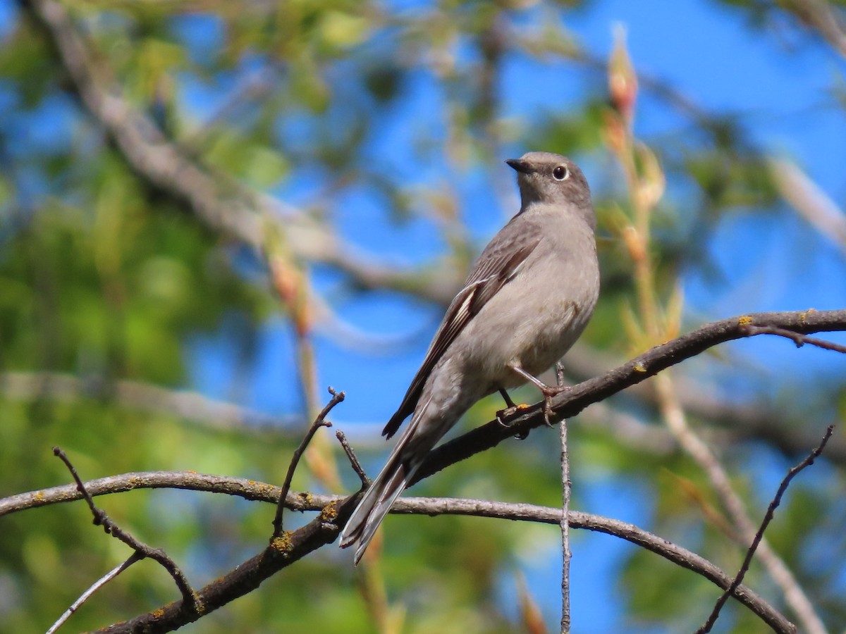 Townsend's Solitaire - ML616730040