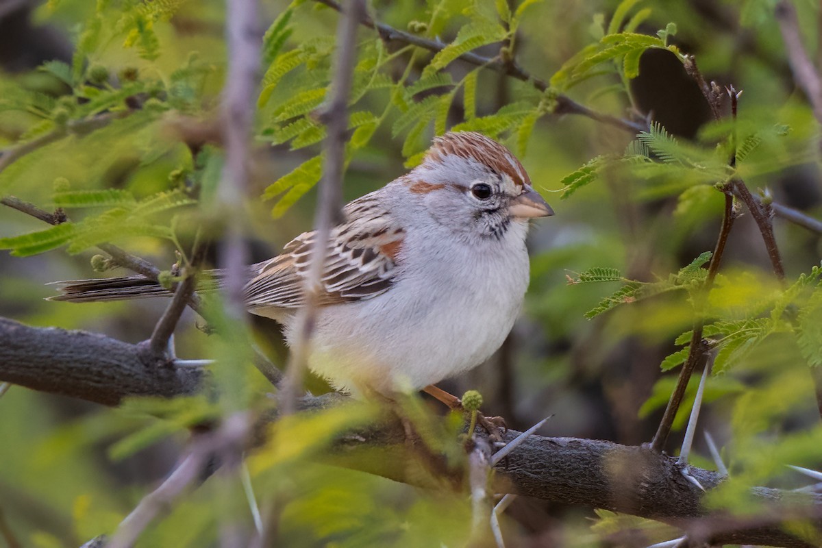 Rufous-winged Sparrow - ML616730057