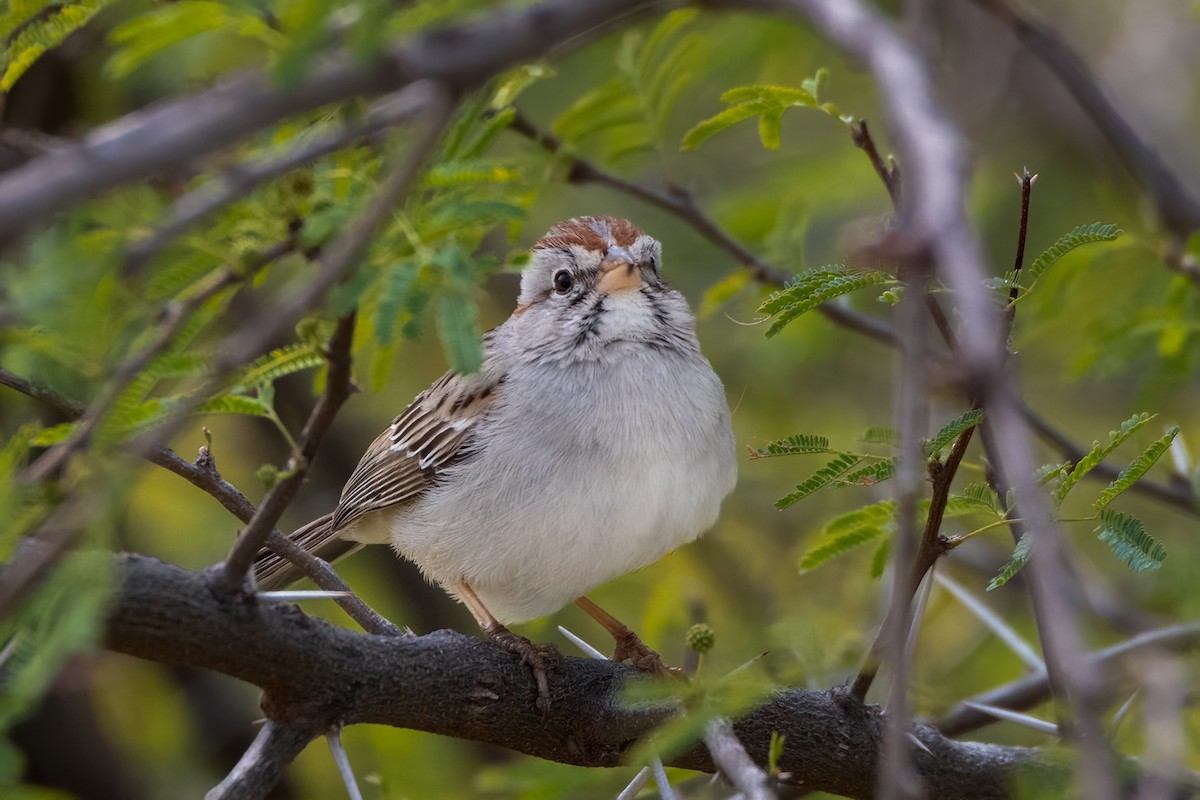 Rufous-winged Sparrow - ML616730058