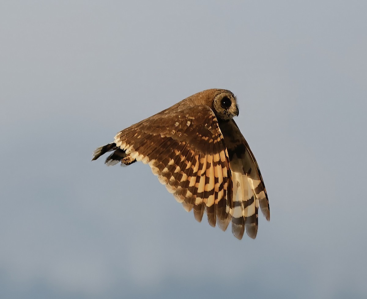 Marsh Owl - Jan Hansen