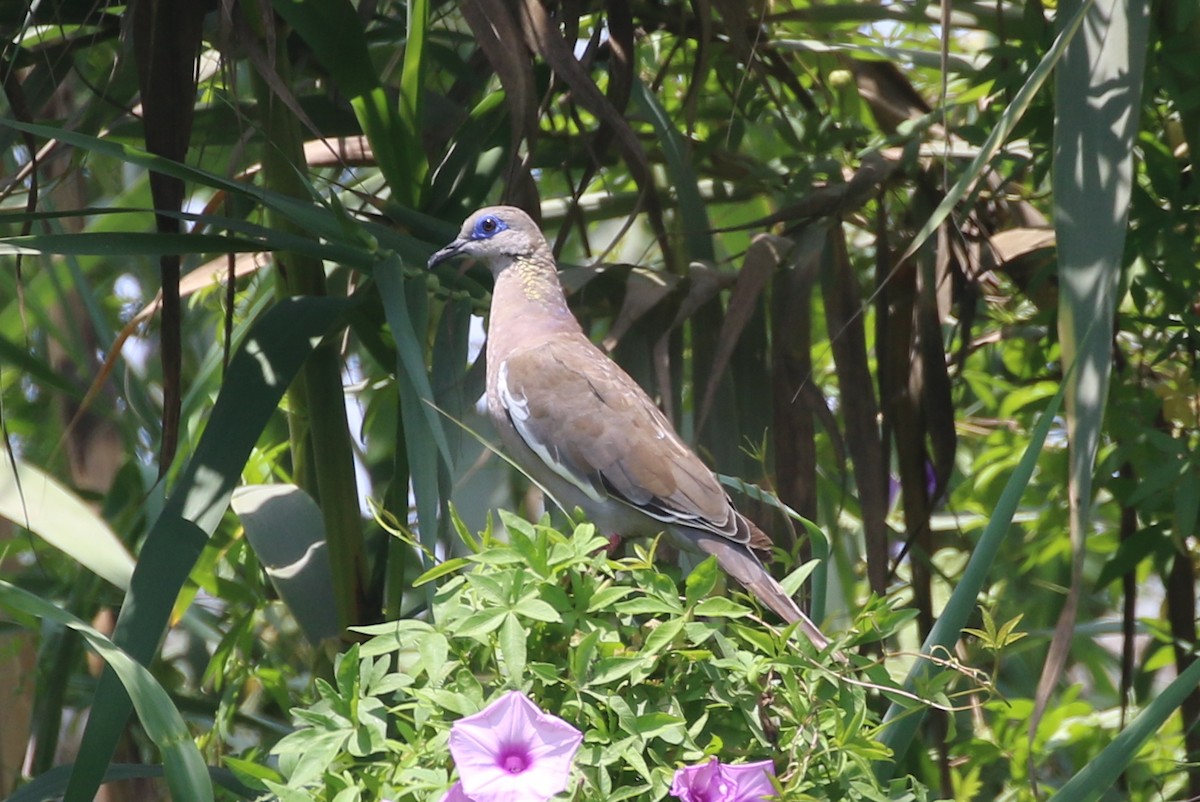 West Peruvian Dove - ML616730153
