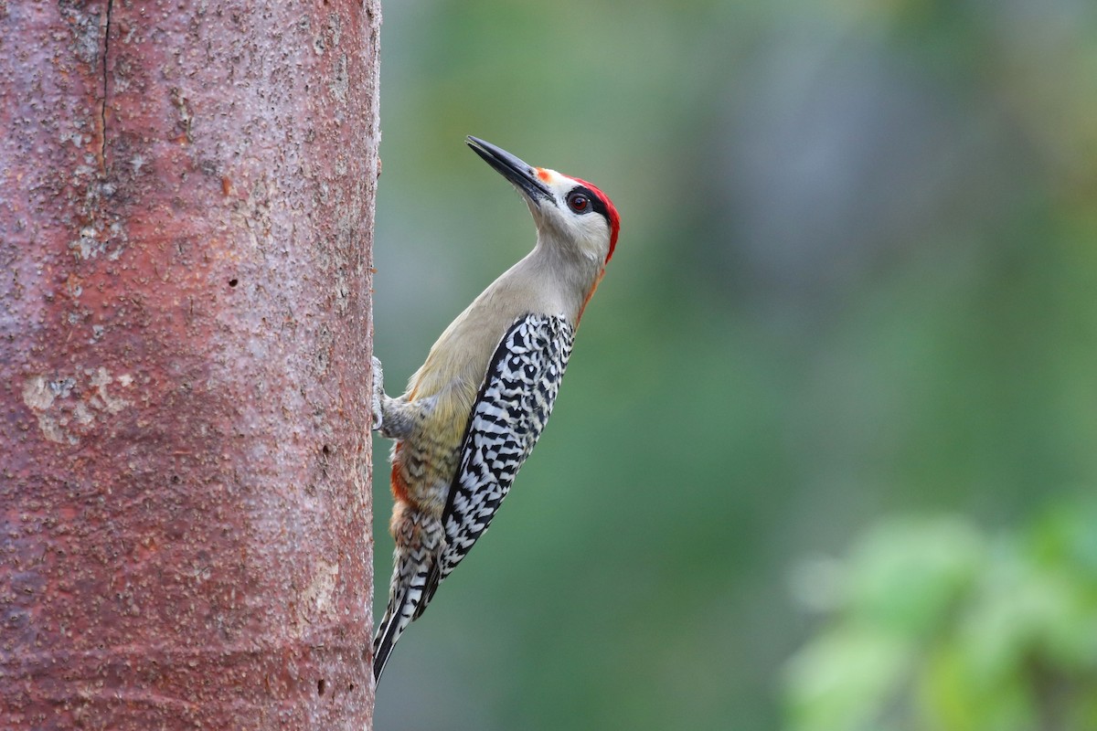 West Indian Woodpecker - ML616730180