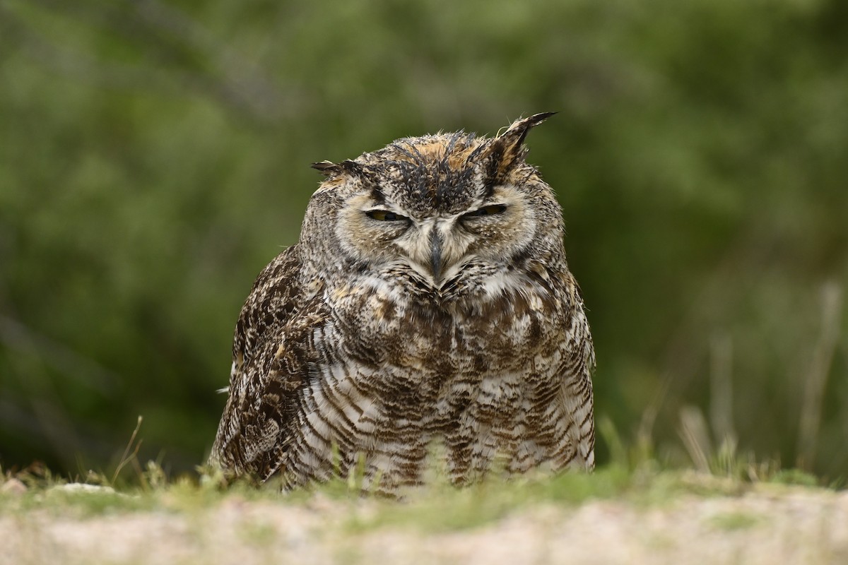 Great Horned Owl - ML616730205