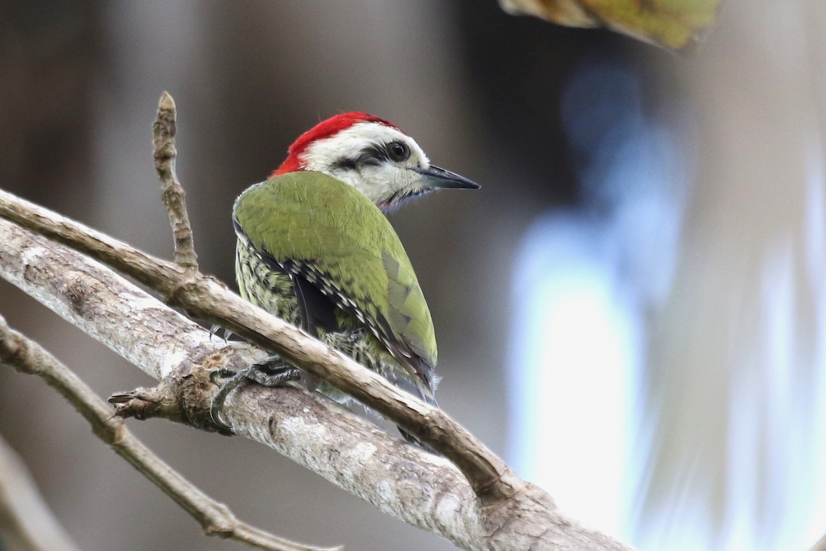 Cuban Green Woodpecker - Yury Shashenko