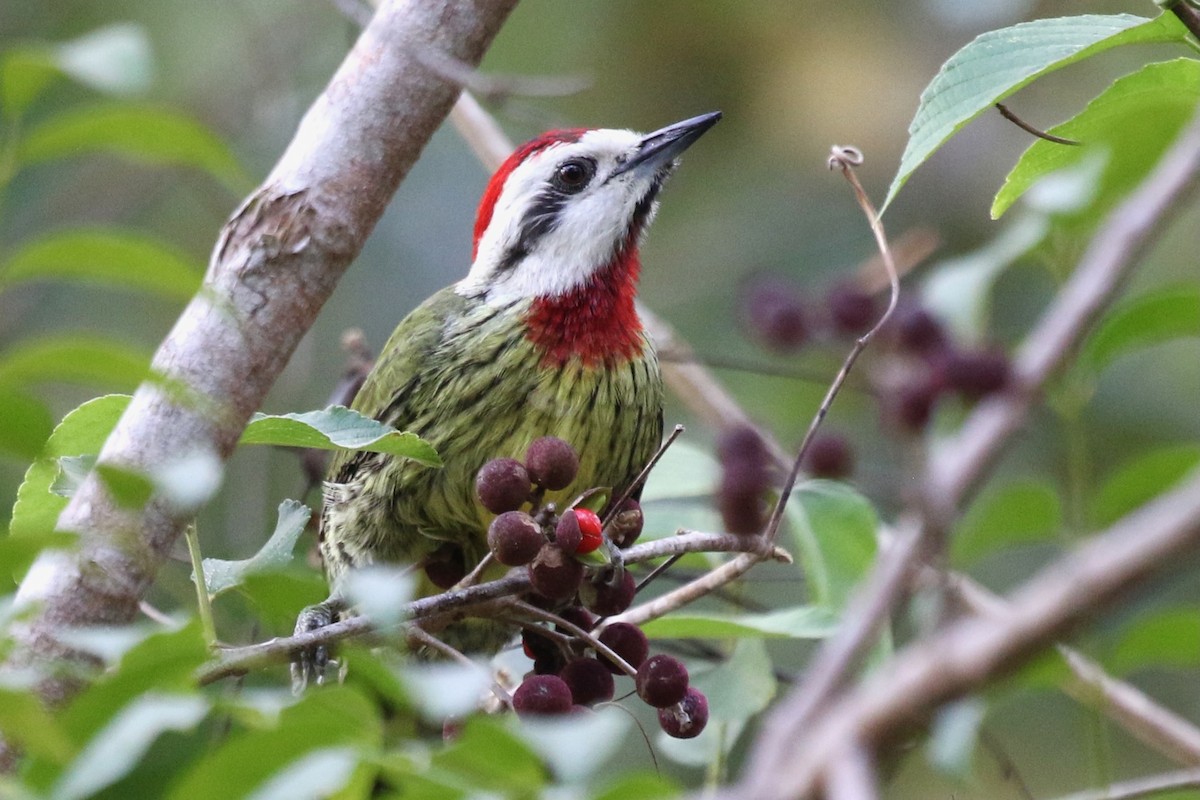 Cuban Green Woodpecker - ML616730361