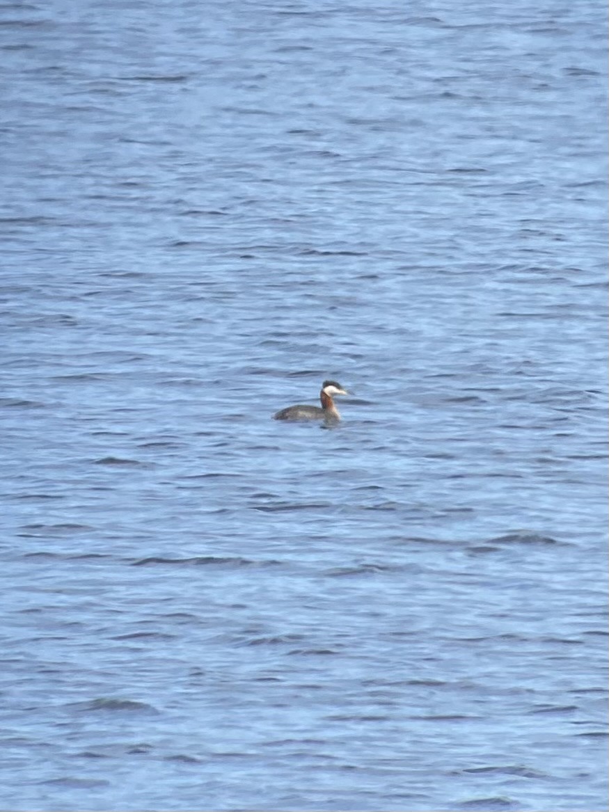 Red-necked Grebe - ML616730377