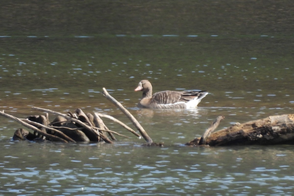 Greater White-fronted Goose - ML616730421