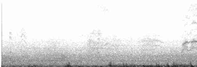 Патагонская чайка - ML616730484
