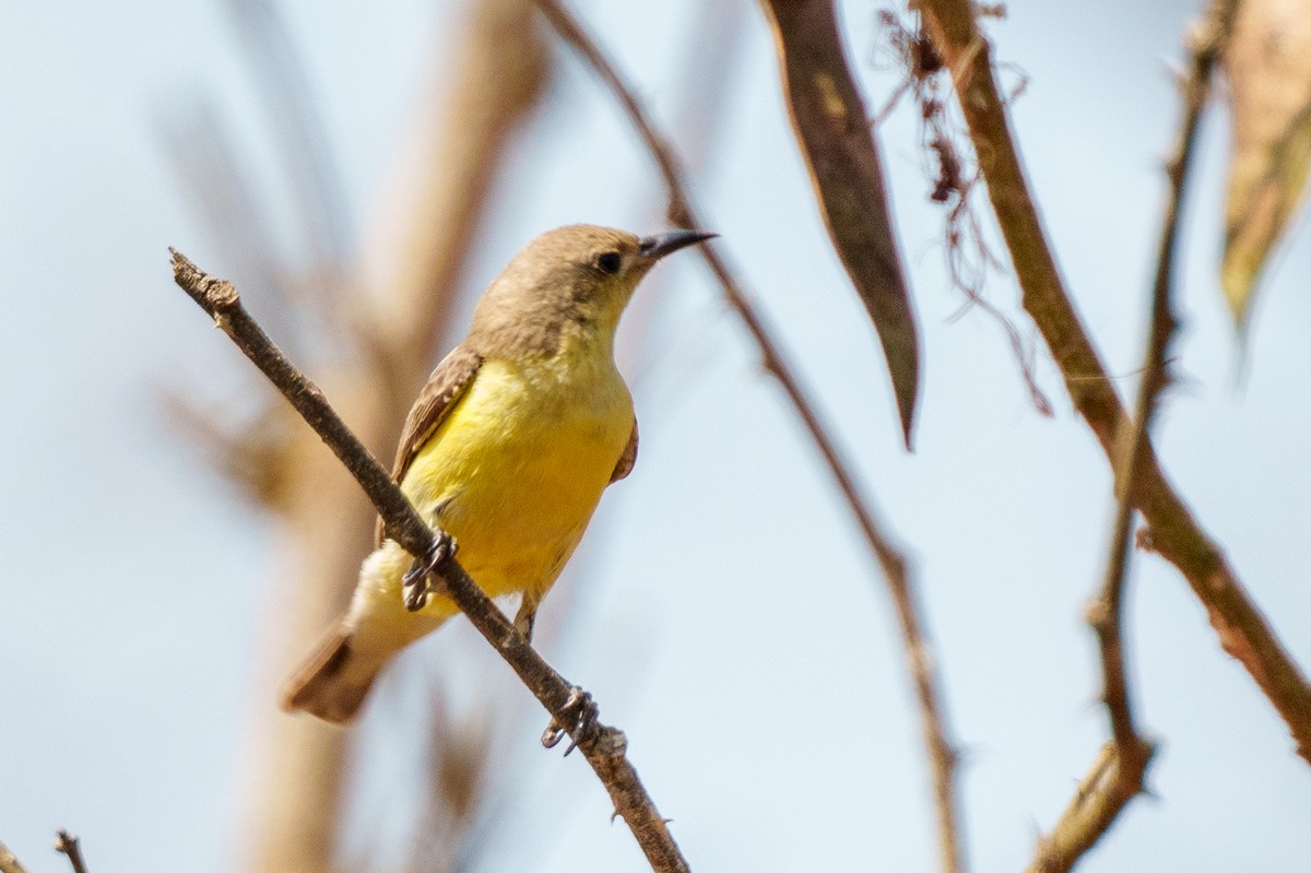 Pygmy Sunbird - ML616730499