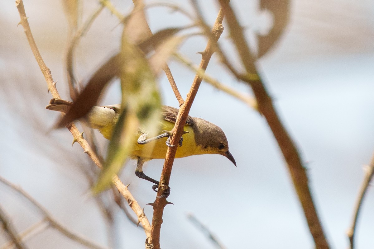 Pygmy Sunbird - ML616730500
