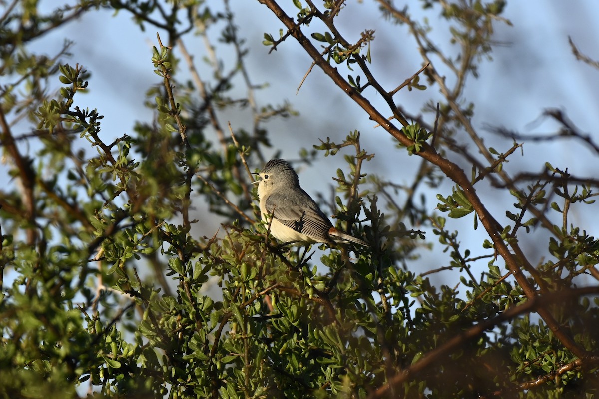 Lucy's Warbler - ML616730522