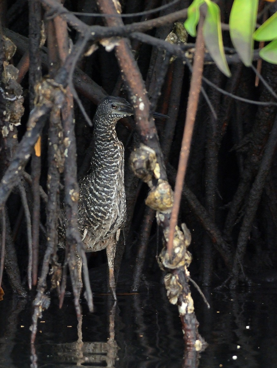 White-crested Tiger-Heron - ML616730692
