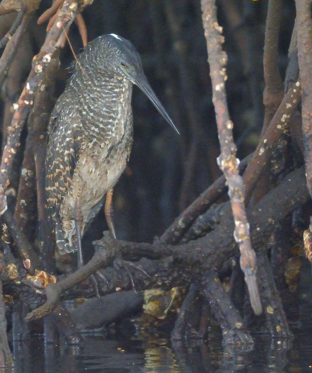 White-crested Tiger-Heron - ML616730695