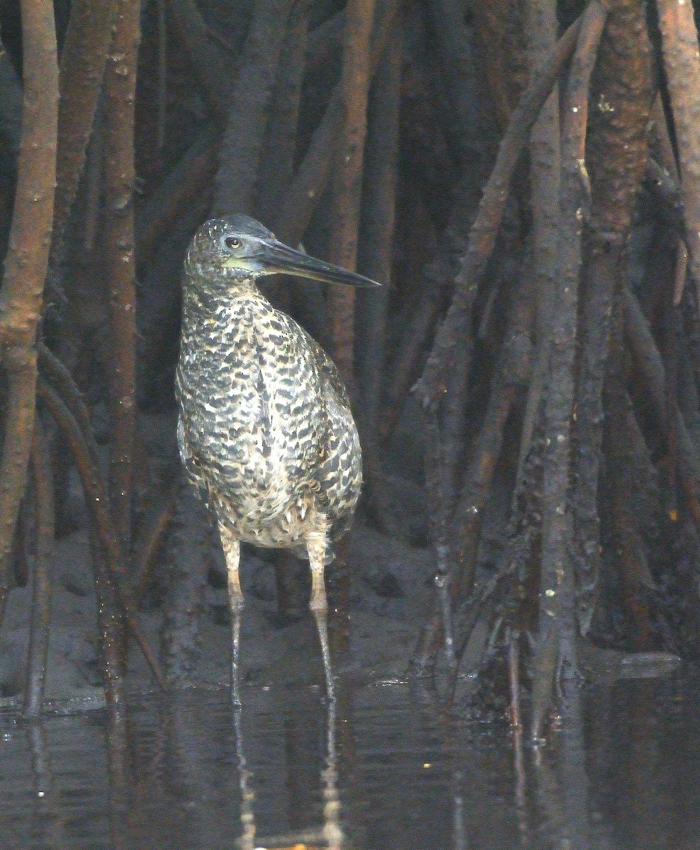 White-crested Tiger-Heron - ML616730701