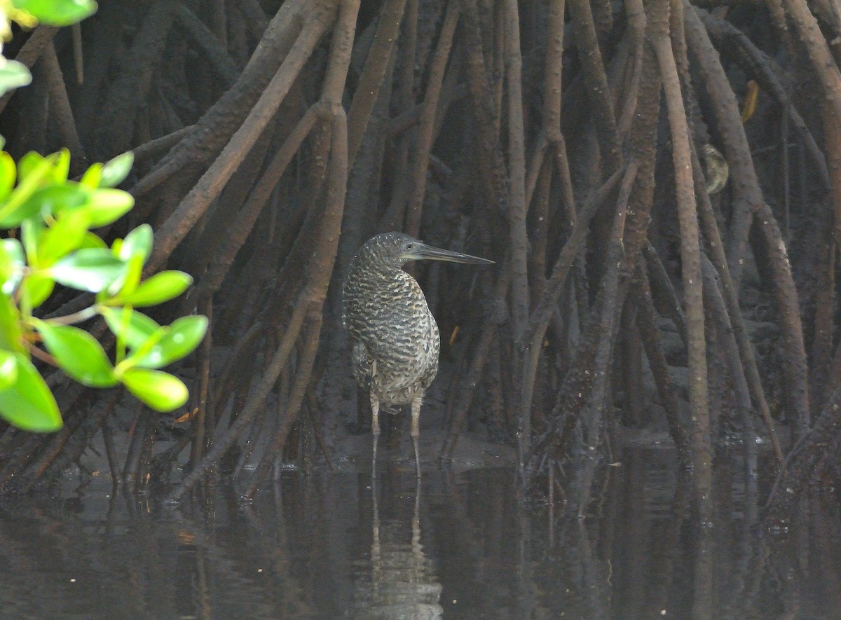 White-crested Tiger-Heron - ML616730706