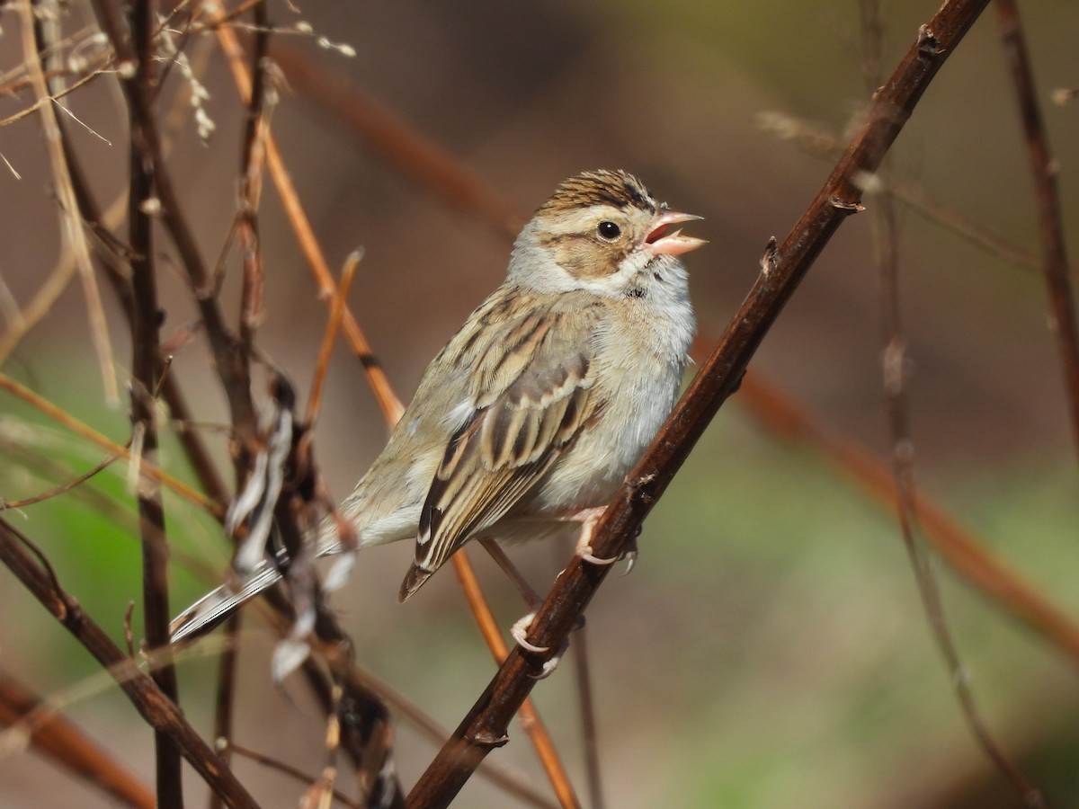 Clay-colored Sparrow - ML616730773