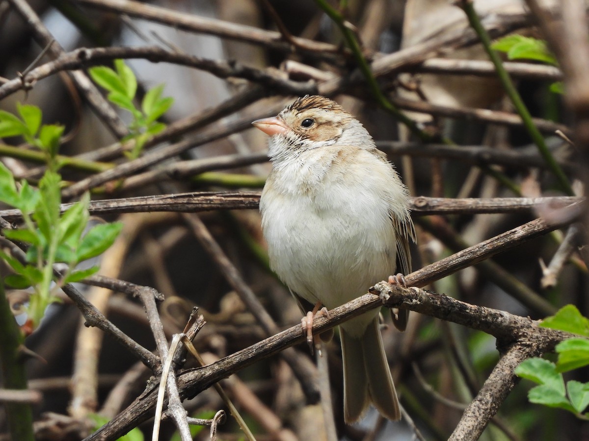 Clay-colored Sparrow - ML616730774