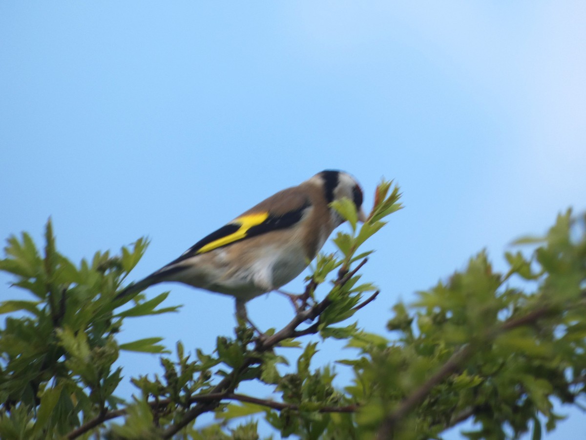 European Goldfinch (European) - ML616730825