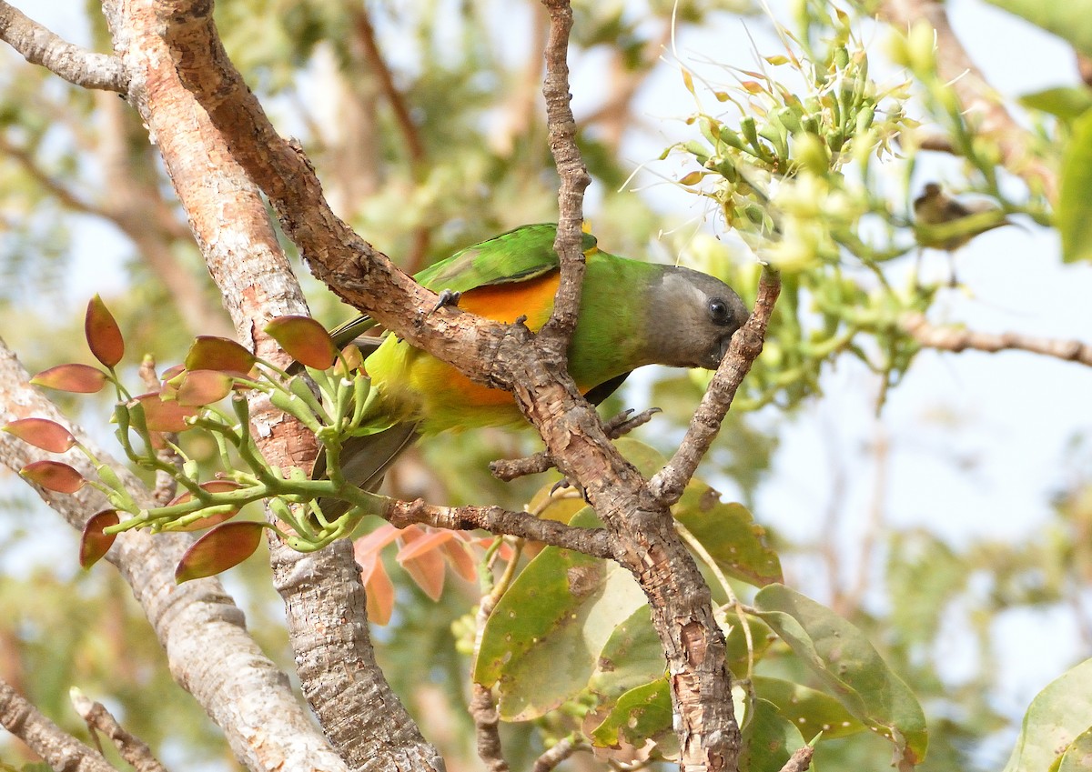 Senegal Parrot - ML616730949