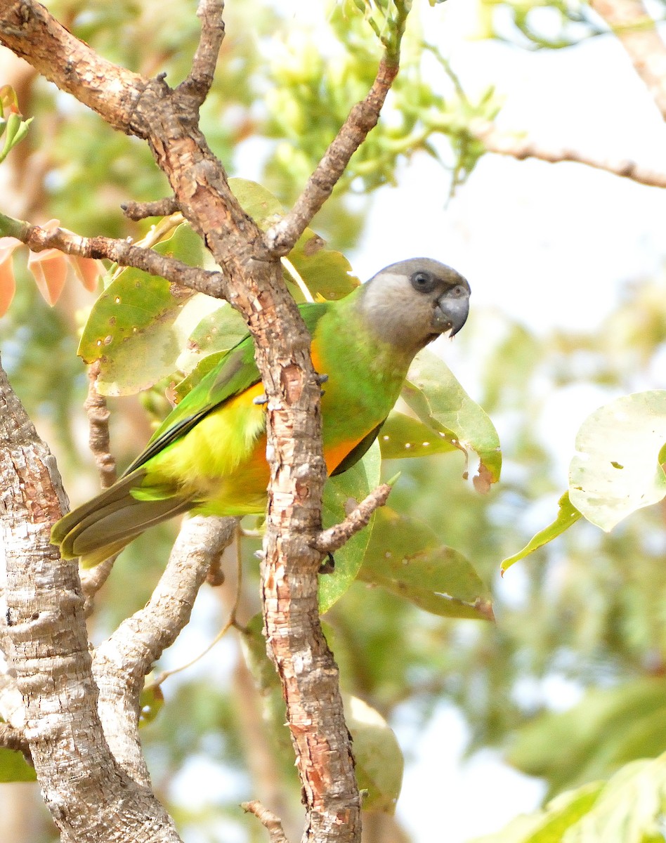 Senegal Parrot - ML616730950