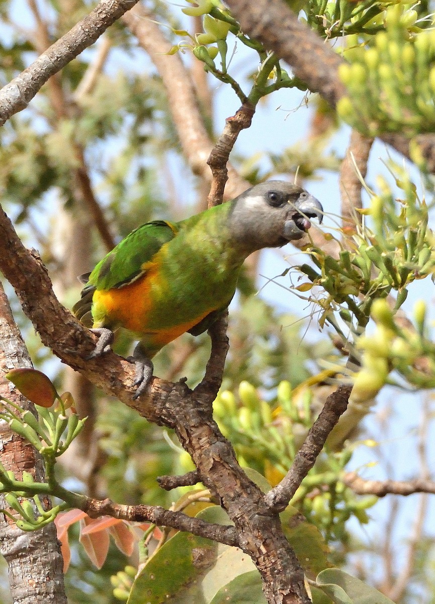Senegal Parrot - ML616730951