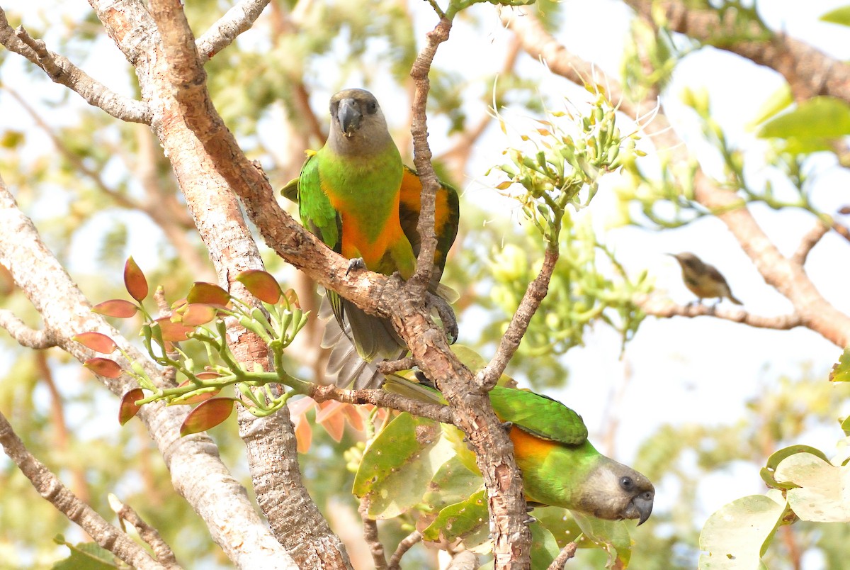 Senegal Parrot - ML616730962
