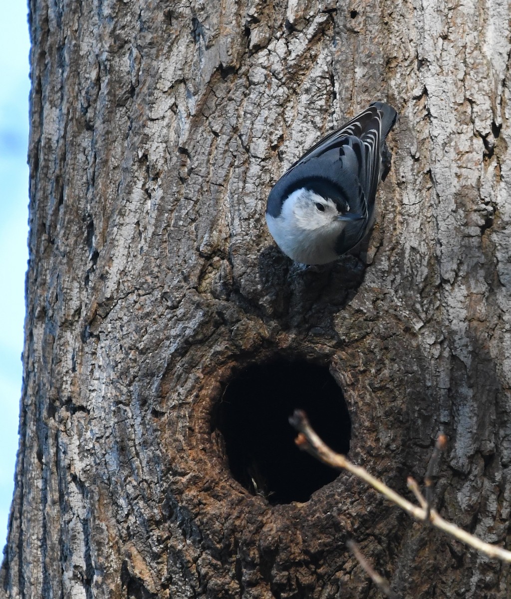 White-breasted Nuthatch - ML616731155