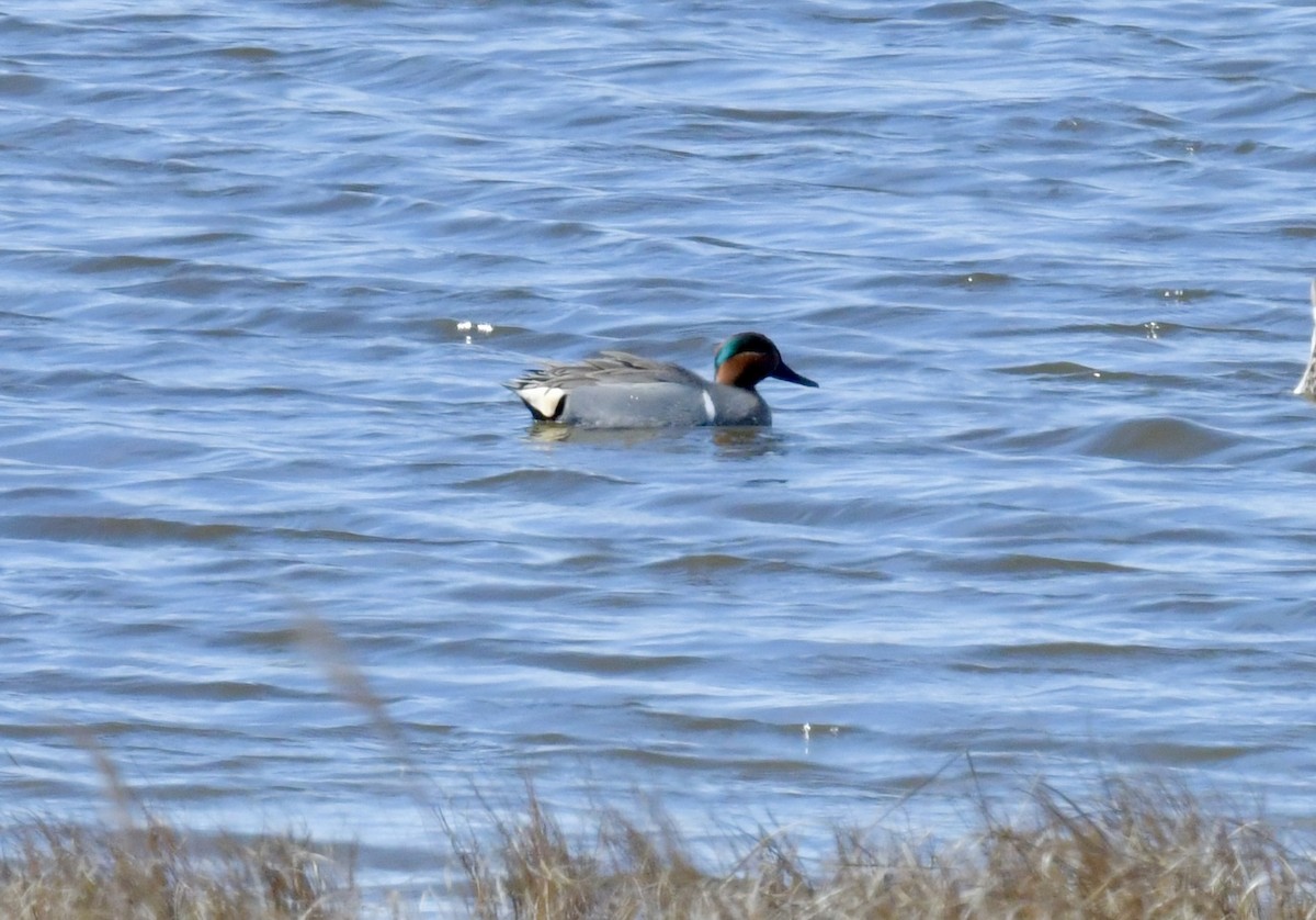 Green-winged Teal - ML616731171