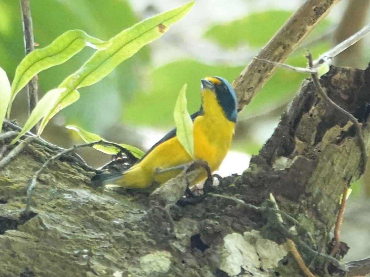 Puerto Rican Euphonia - Barry Reed