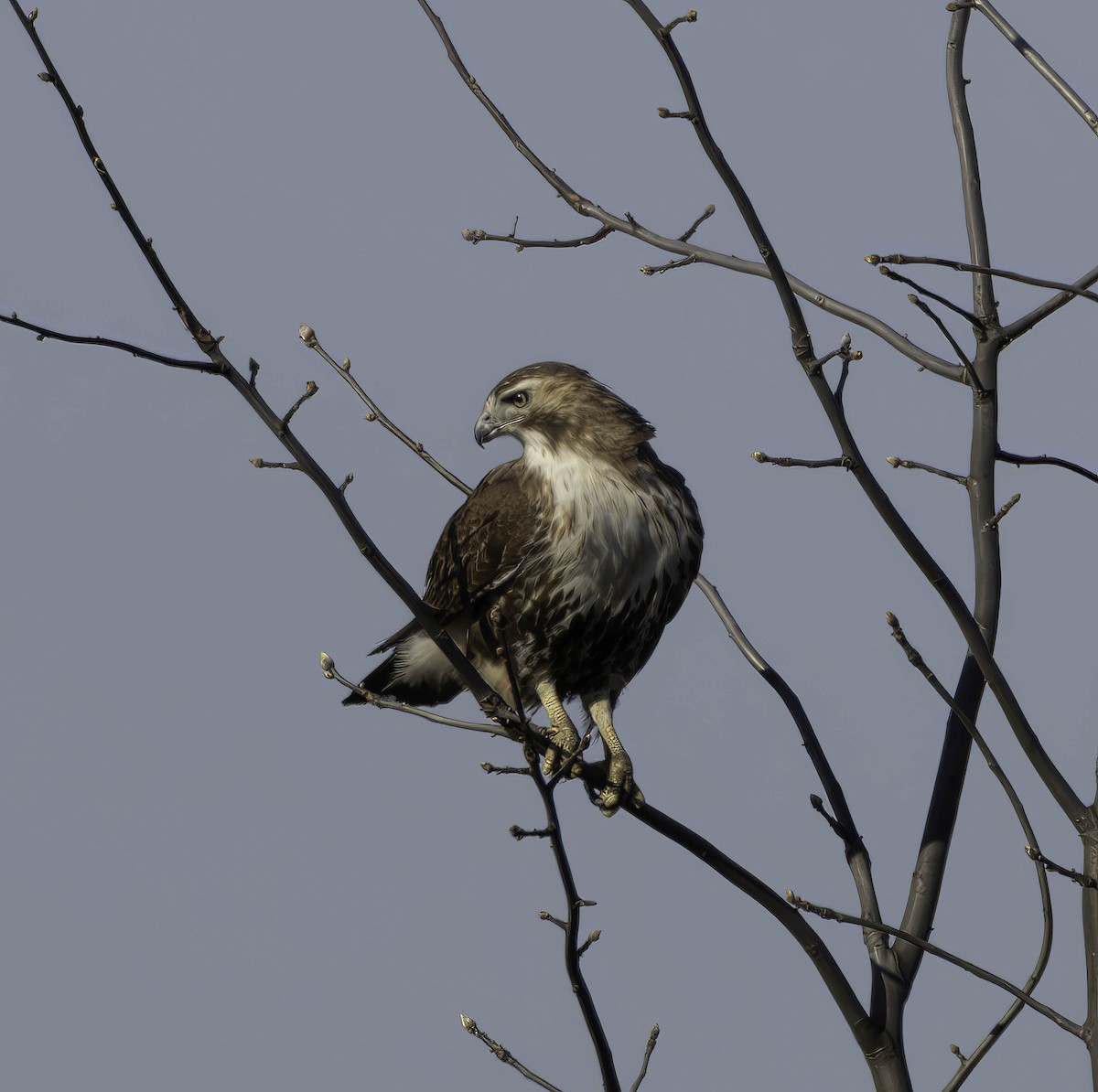 Red-tailed Hawk - ML616731442