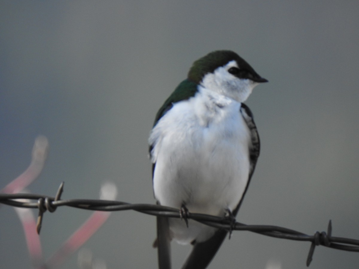 Violet-green Swallow - ML616731836