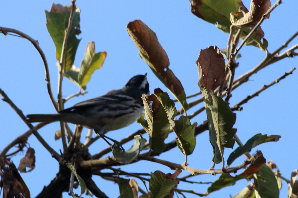 Black-throated Gray Warbler - ML616731849