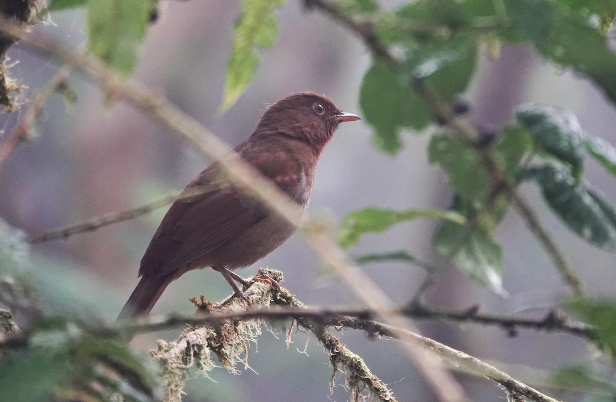 Rufous-brown Solitaire - ML616731862