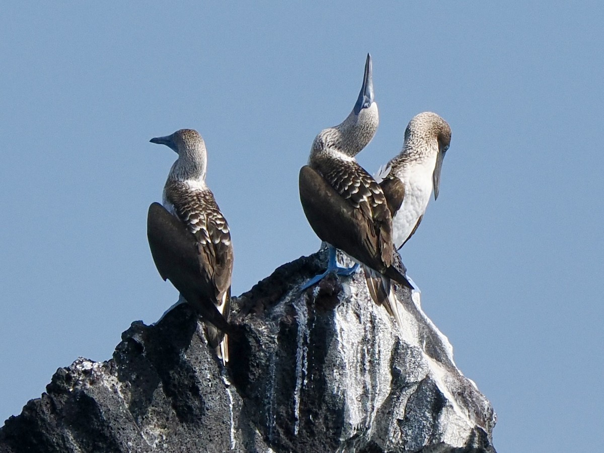 Blue-footed Booby - Gabriel Willow