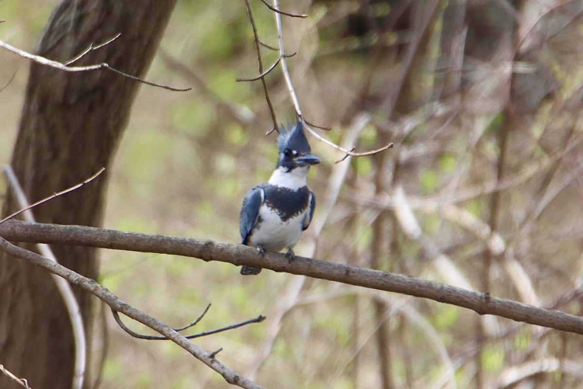Belted Kingfisher - ML616731882