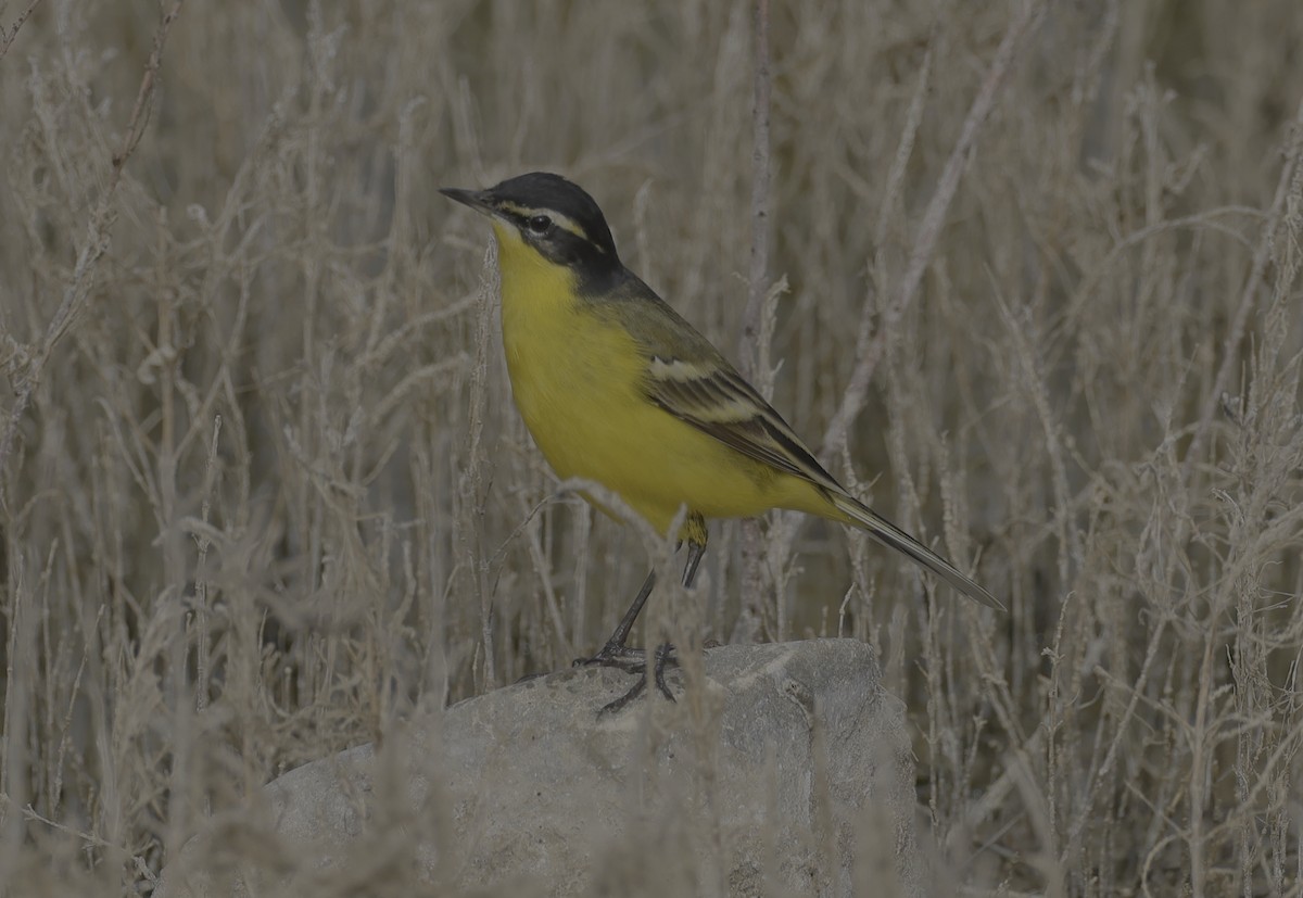 Western Yellow Wagtail - Ron Hess